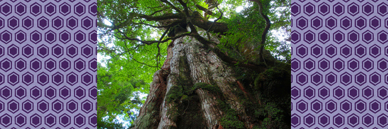 屋久島スギ原始林(縄文杉)-写真は紀元杉