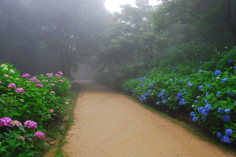 神戸市立森林植物園・アジサイ