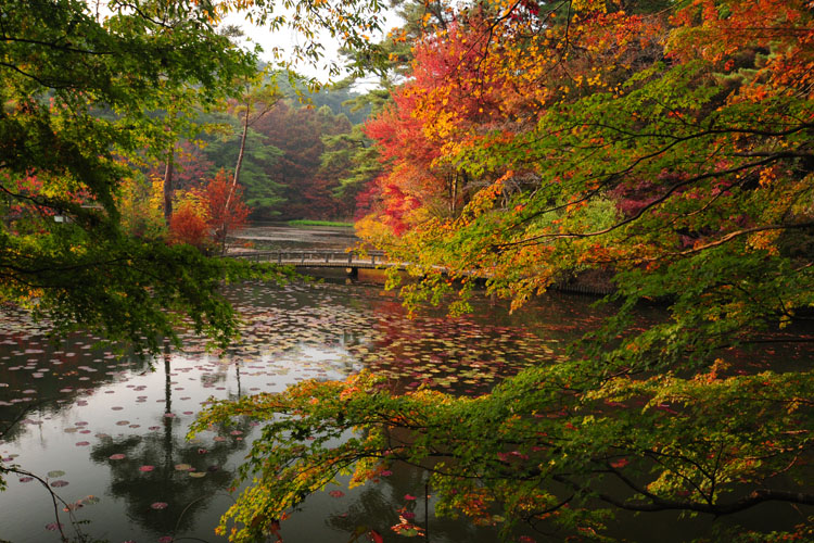 神戸市立森林植物園・長谷池・紅葉