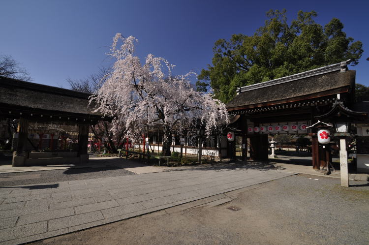 京都・平野神社・桜