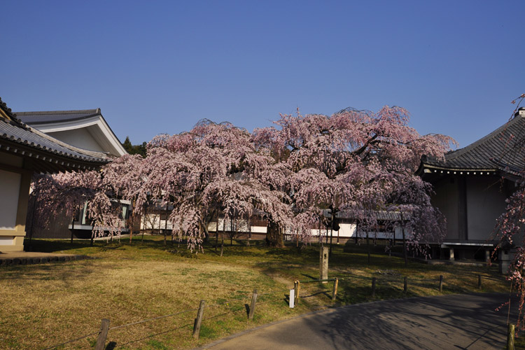 醍醐寺・霊宝館枝垂れ桜、見事です。