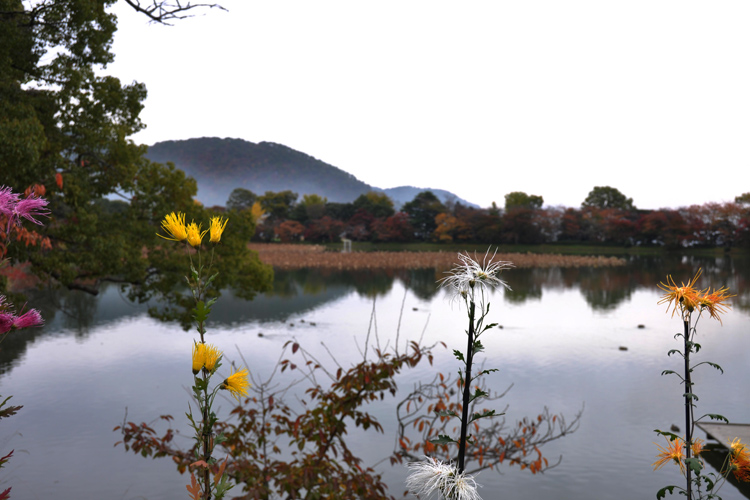 嵯峨菊と大沢の池