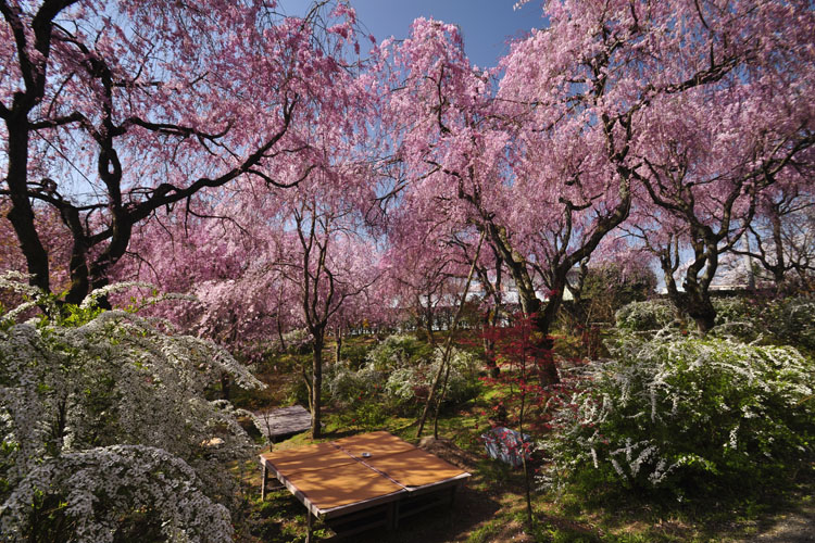 雪柳と八重紅枝垂桜
