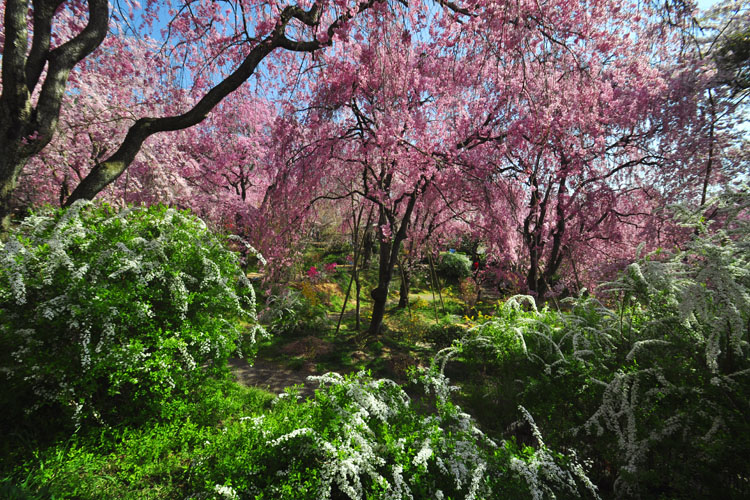 原谷苑・雪柳と八重紅枝垂桜