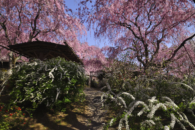 八重紅枝垂桜と雪柳