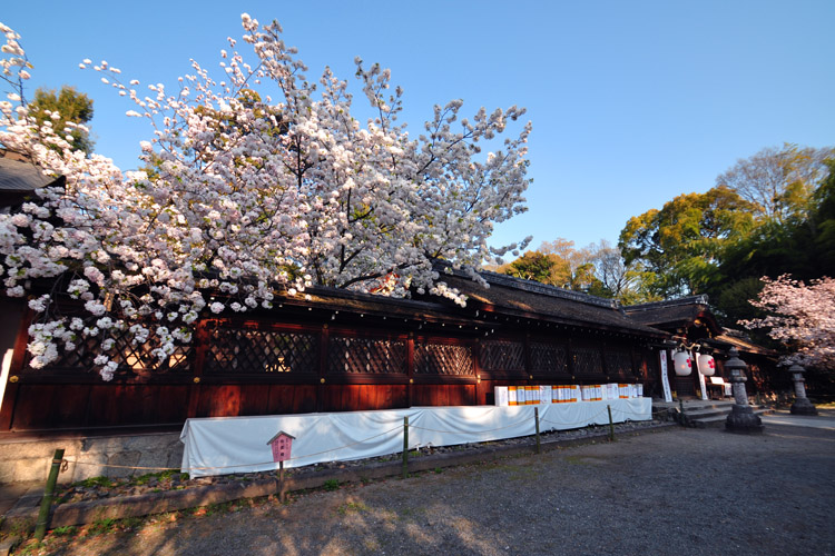 平野神社・本殿と白雲桜
