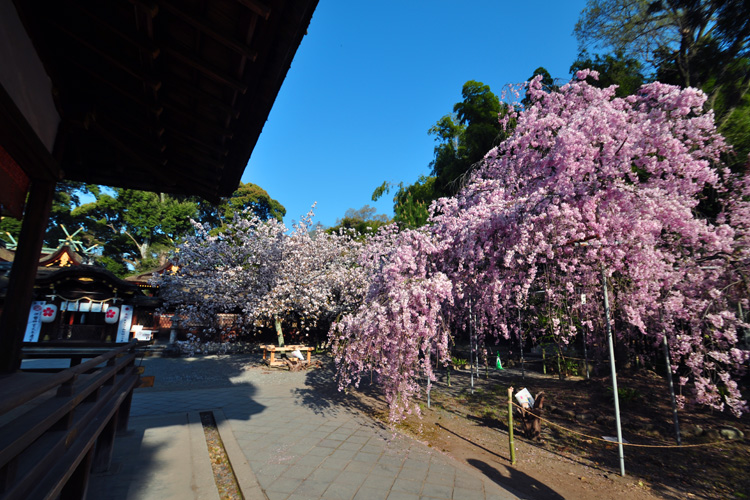 平野神社・本殿前