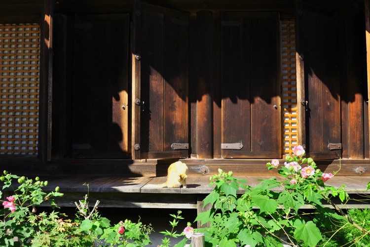 浄瑠璃寺(九体寺)・本堂とくつろぐ猫