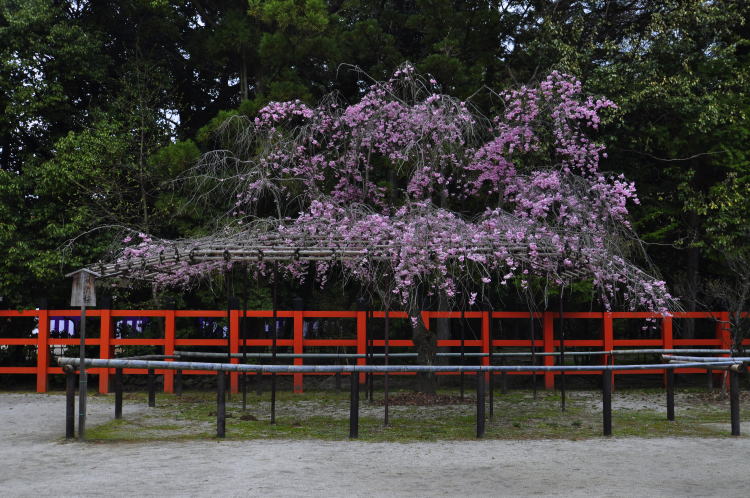 上賀茂神社・風流桜