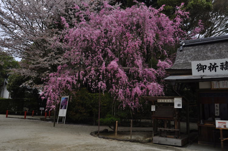 上賀茂神社・みあれ桜
