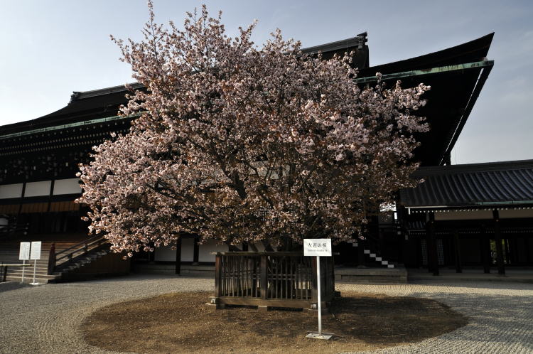 京都御所・紫宸殿・左近の桜