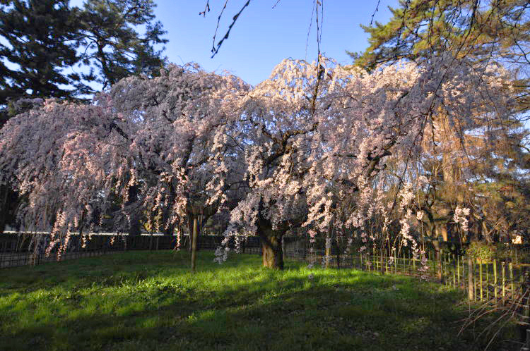 京都御苑・糸桜