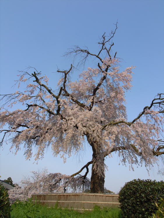 円山公園・祇園枝垂桜