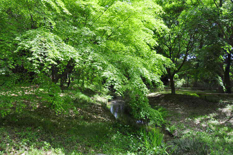 下鴨神社・糺の森と瀬見（せみ）の小川