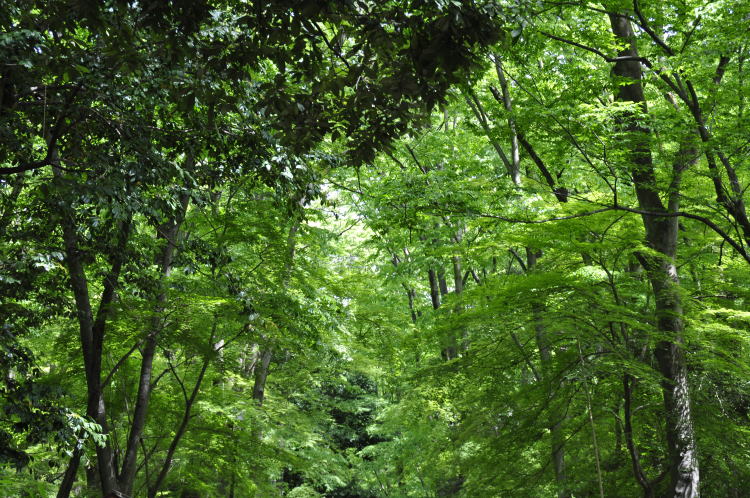 下鴨神社・糺の森