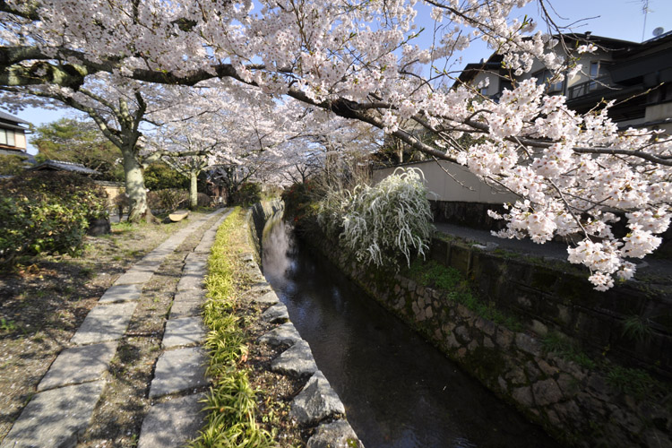 京都・哲学の道