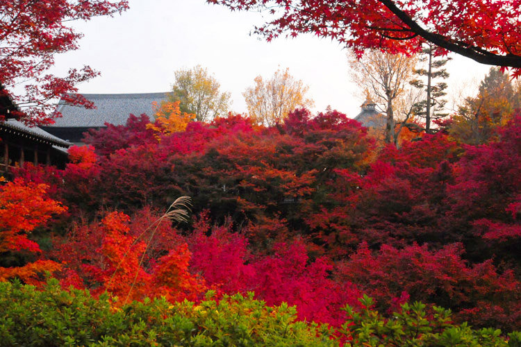 秋の燃える東福寺