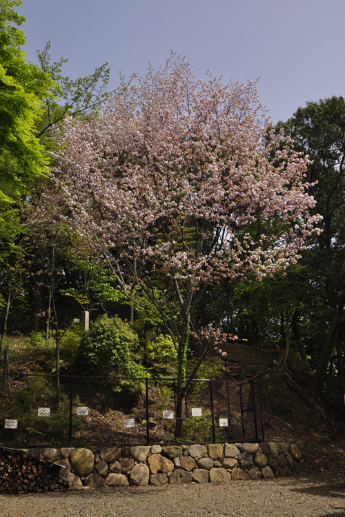 知足院・奈良の八重桜
