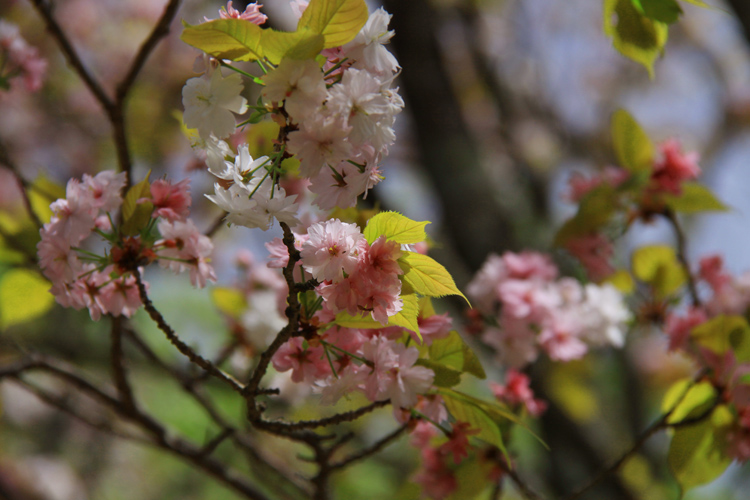 知足院・奈良の八重桜